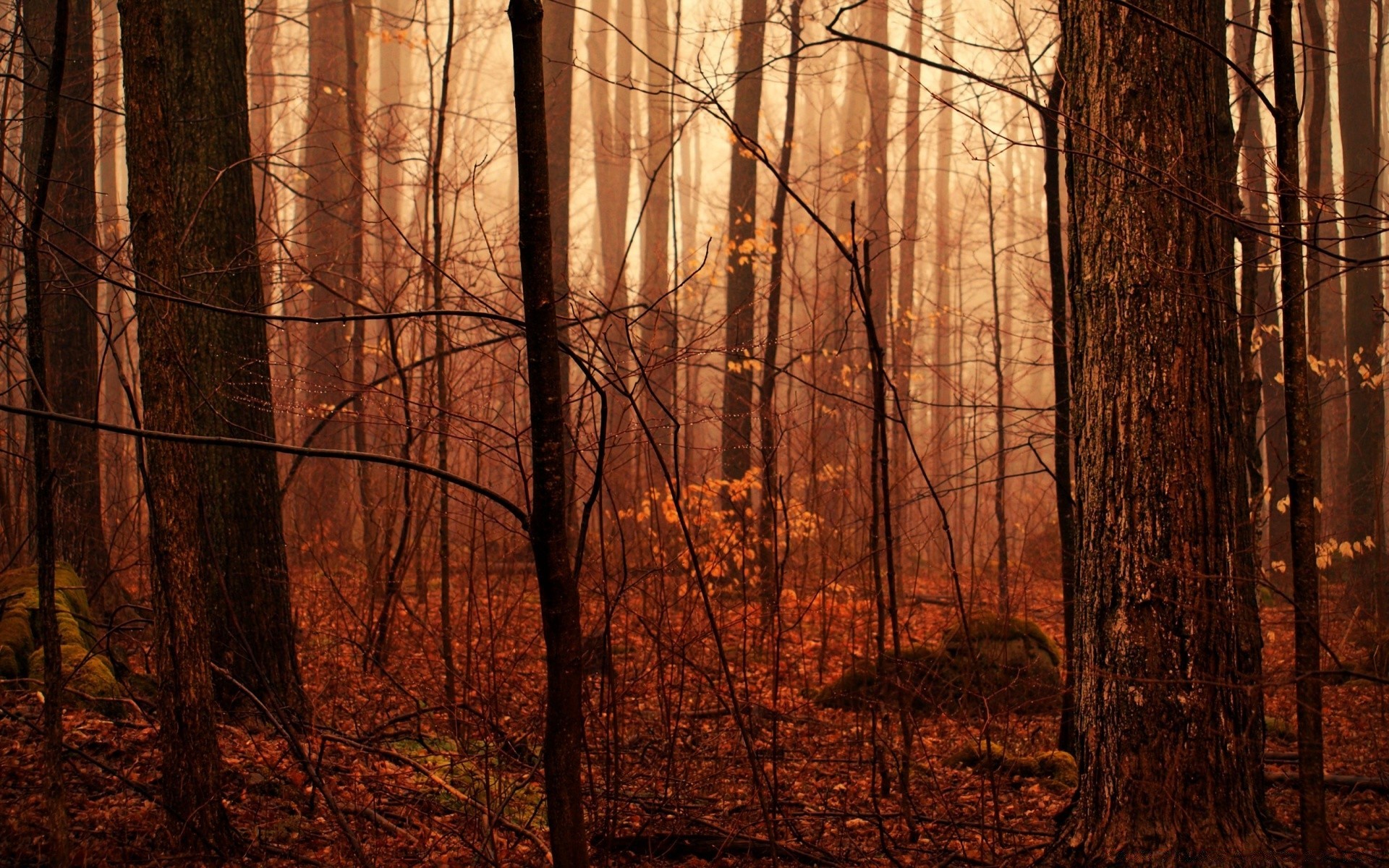 bosque madera árbol otoño amanecer naturaleza hoja paisaje niebla parque luz niebla sol buen tiempo iluminado rama sombra