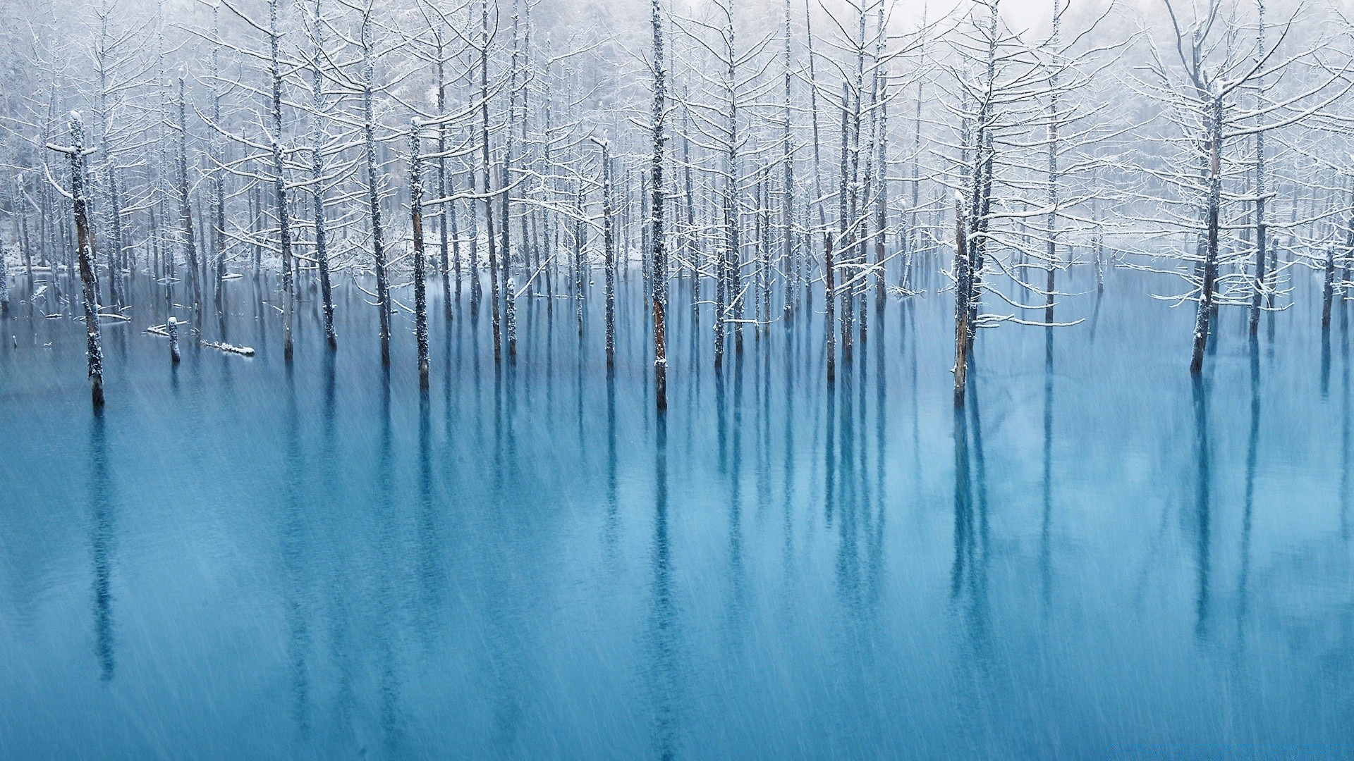 forest winter snow frost cold wood ice nature frozen frosty weather season tree landscape bright