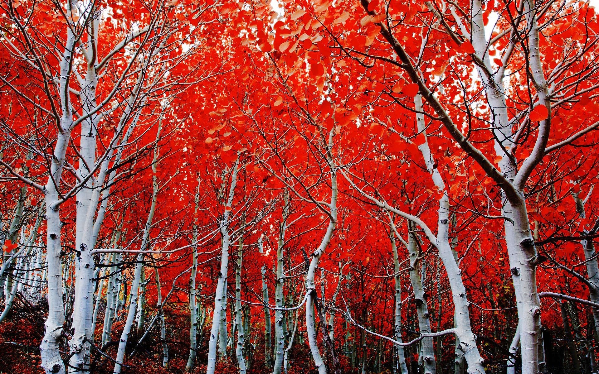 bosque otoño temporada invierno rama paisaje hoja árbol madera brillante naturaleza nieve parque