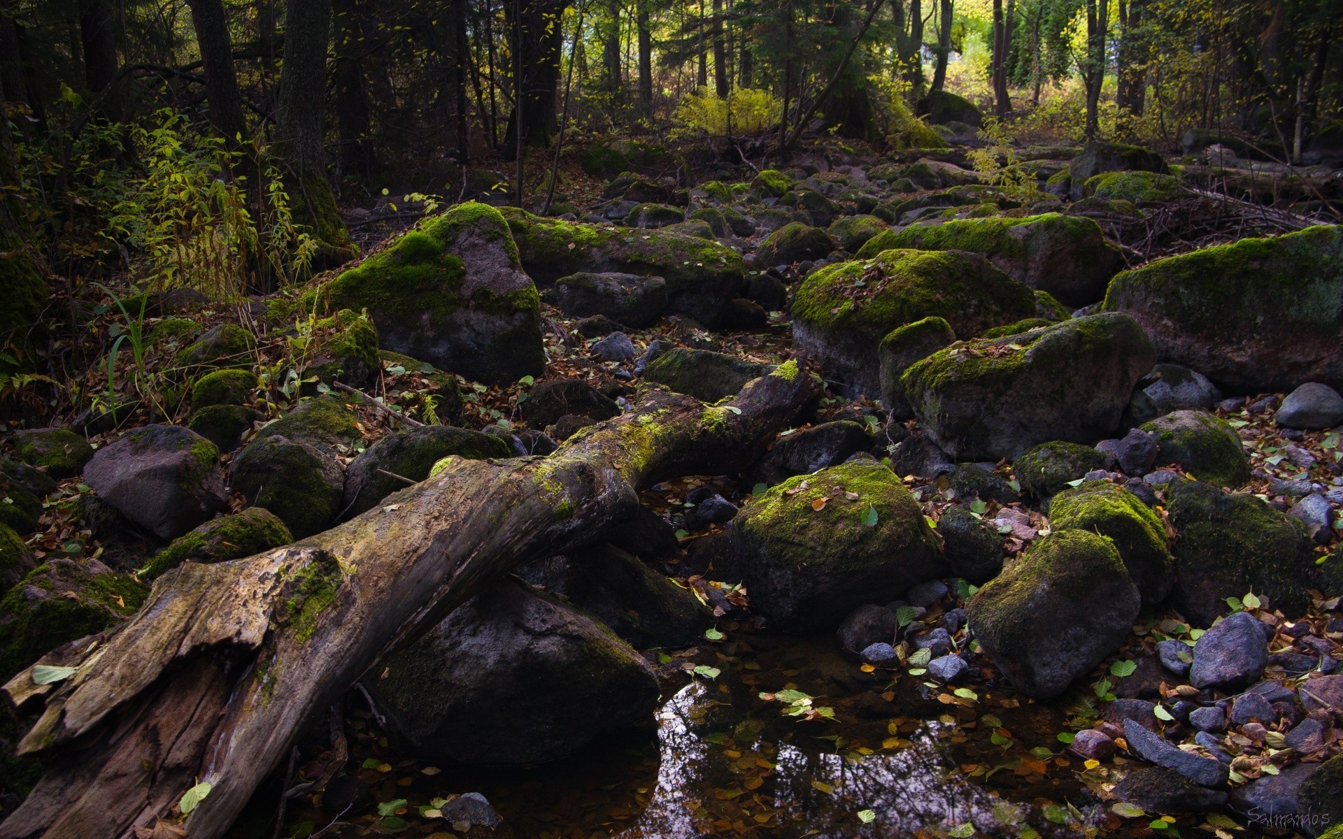 forest moss landscape water wood stream tree river nature leaf rock outdoors fall park mossy environment fern waterfall