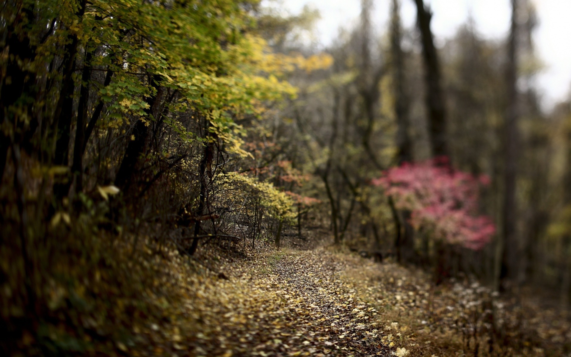 foresta legno natura albero autunno paesaggio foglia all aperto parco bel tempo alba stagione sole scenic