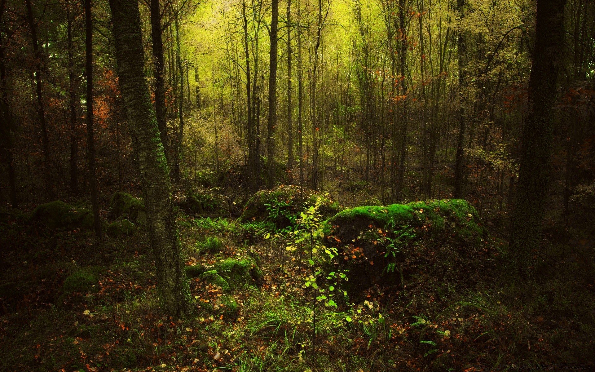 forest wood landscape tree leaf park nature light environment sun dawn fog moss fair weather lush fall