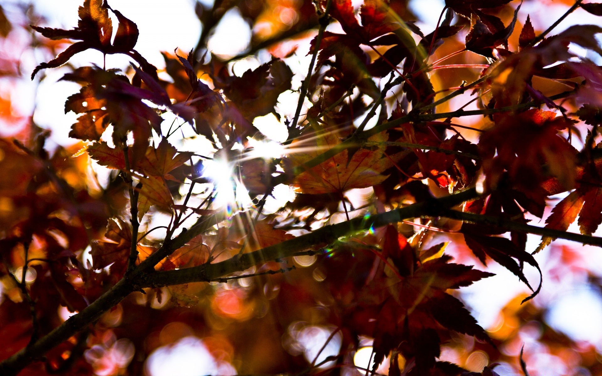 forest leaf fall tree season branch nature bright color light outdoors park flora fair weather sun gold maple desktop