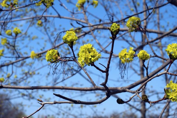 Trees blooming in spring in the forest