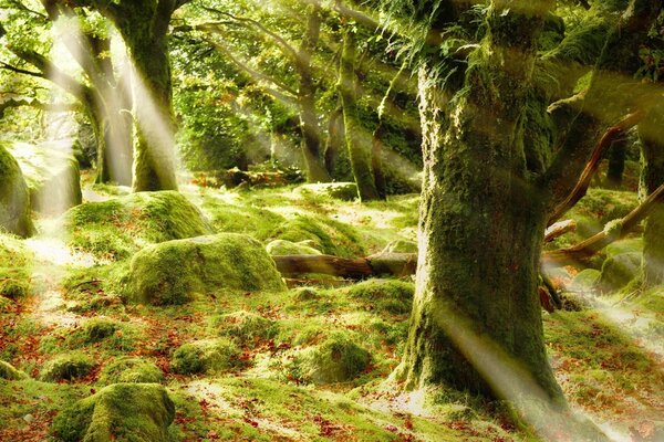 Rayons de soleil dans la forêt verte