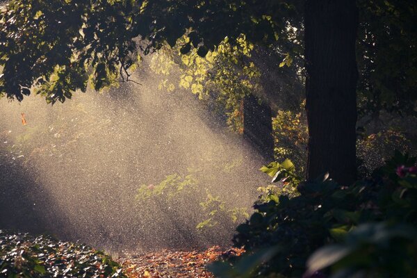 Sonniges Lumen in einer dunklen Ecke des Waldes