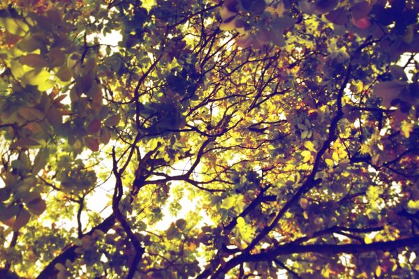 The rays of the sun through the leaves of trees