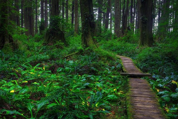 A wooden path winds through the forest