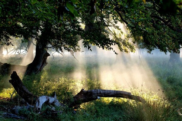 Beaux rayons de soleil tombant sur la terre