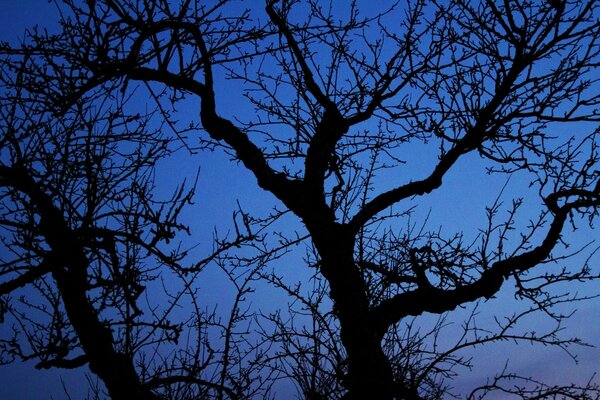 A tree against the night sky