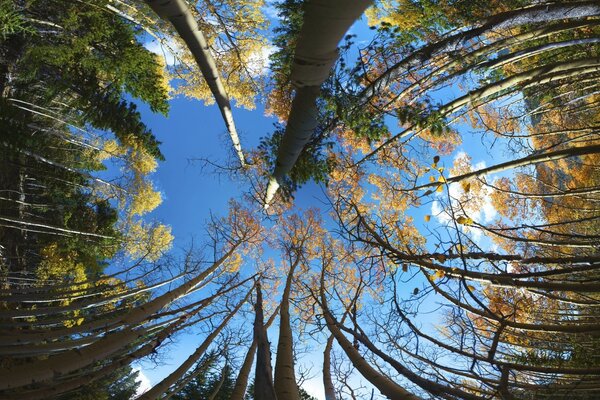 Fotografía circular del cielo y los árboles