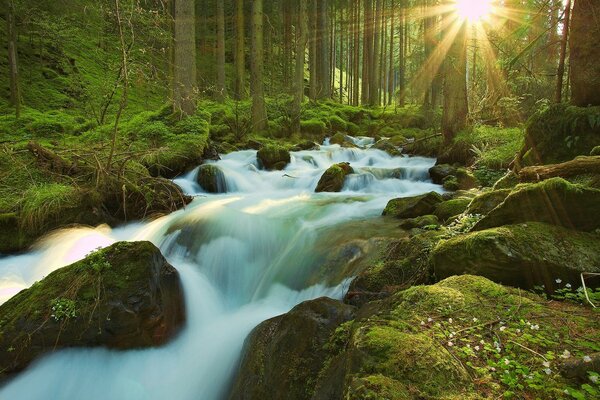 Wasserfluss in einem Waldfluss