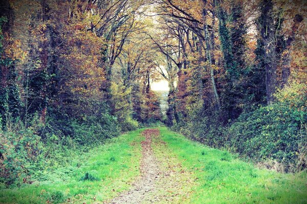 Chemin entre les arbres dans le lointain