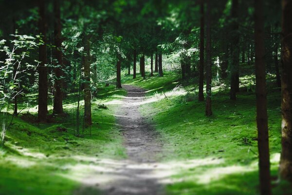 Sun glare on the forest path