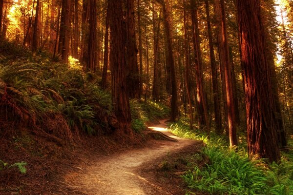 Sentiero attraverso la bellissima foresta