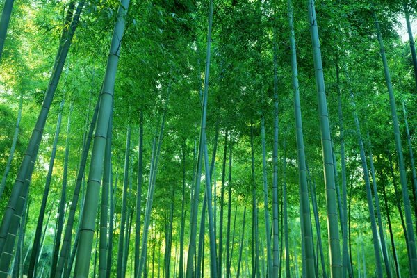 A forest of lush, tall bamboos