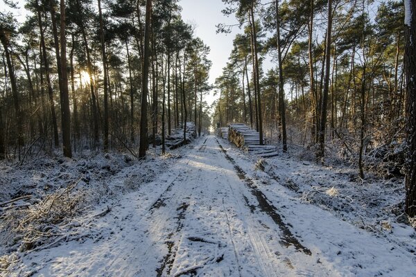 Camino para la cosecha de madera de invierno