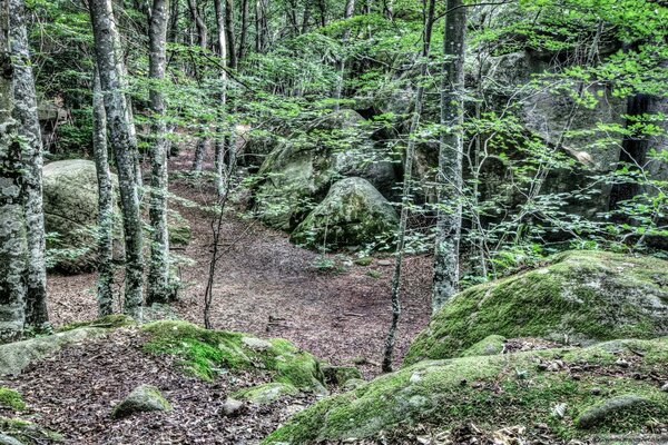 Fitta foresta umida con abbondanza di muschio