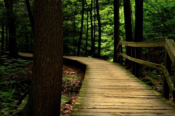 Puente de madera sobre el bosque