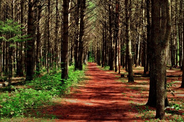 O caminho na floresta é lindo