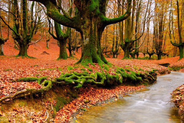 Herbstliche Natur. Die Außergewöhnlichkeit der Farben der Natur