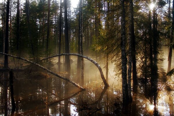 Eine geheimnisvolle Natur. Märchenhafter Sumpf im Wald