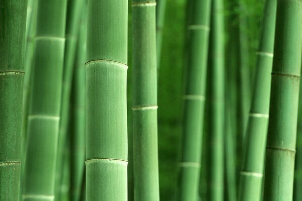 Macro bamboo in perspective