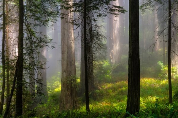 Ein nebeliger Wald, der von Sonnenstrahlen durchdrungen ist