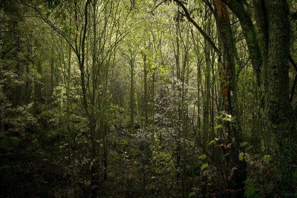 El Reino de la madera en el bosque