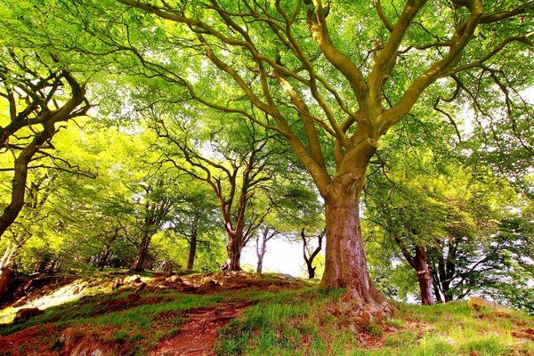 A hill with green trees and grass