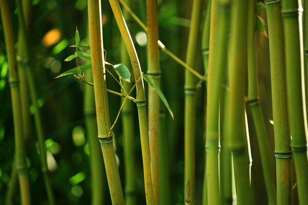 Bambou vert sur fond flou