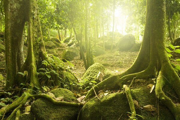 Pedras cobertas de floresta tropical