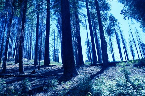 Belle forêt avec une belle teinte