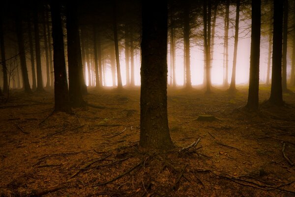 Contraste de forêt brumeuse