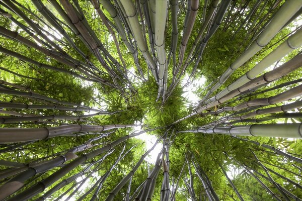 Ciel à travers les cimes des arbres