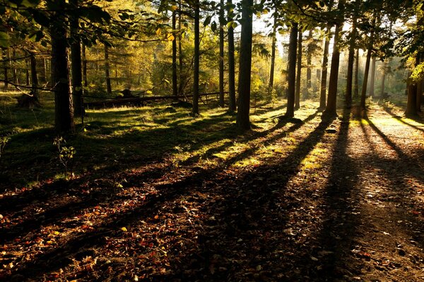 Der Wald, die Landschaft und ich mit Ihr