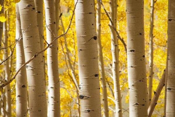 Der Birkenwald ist im Herbst golden