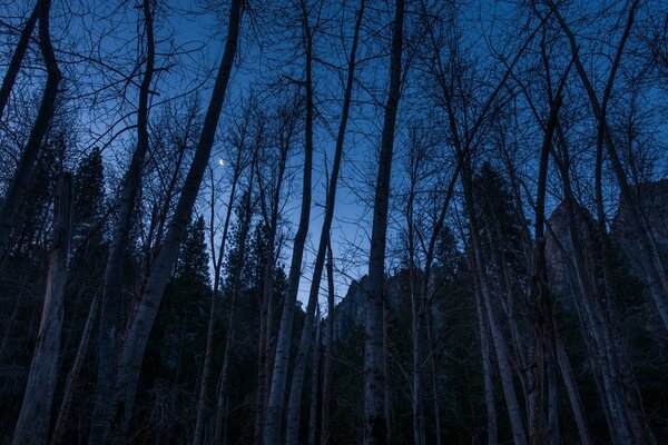 Bela noite natureza na floresta