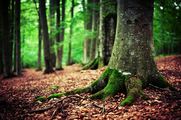 Raíces del árbol cubiertas de follaje