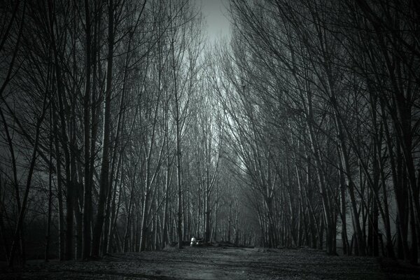 Bosque nocturno a la luz de la Luna