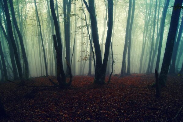 Foggy Forest Tree Strip