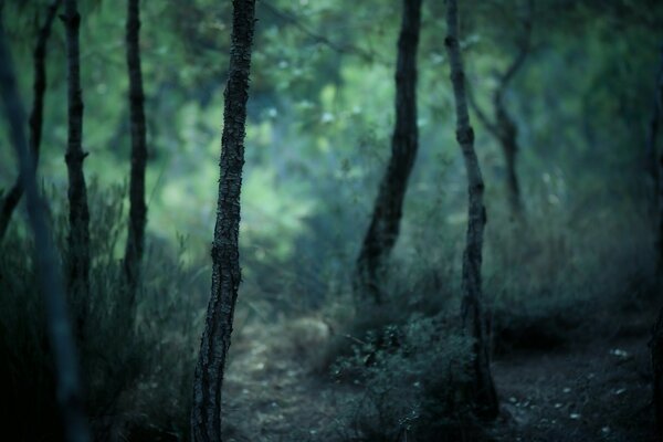 Forêt sombre et sombre