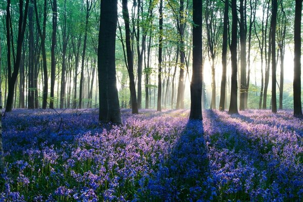 Die Sonne geht durch die Bäume, unter den Füßen ist alles mit Blumen übersät