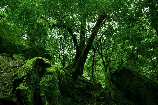 Coronas verdes, musgo verde