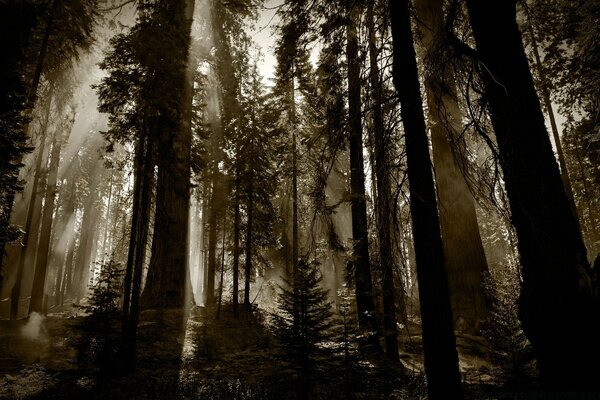 Schöner Nebel im Nadelwald