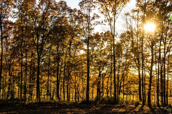 The sun is at the top of the autumn trees