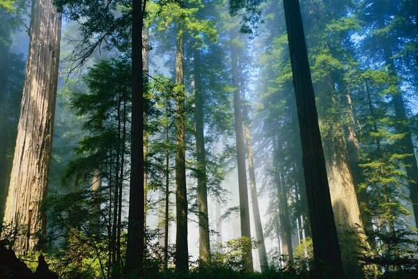 आसमान के लिए जंगल। कोहरे की हल्की धुंध में सुंदर परिदृश्य