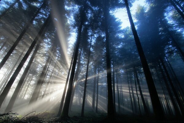 Los rayos del sol perforan el bosque