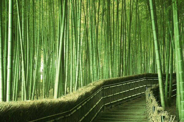 The road between the sides of the bamboo forest