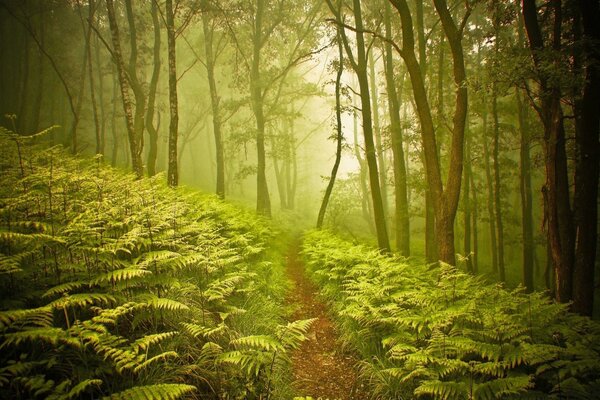 Green summer light slope